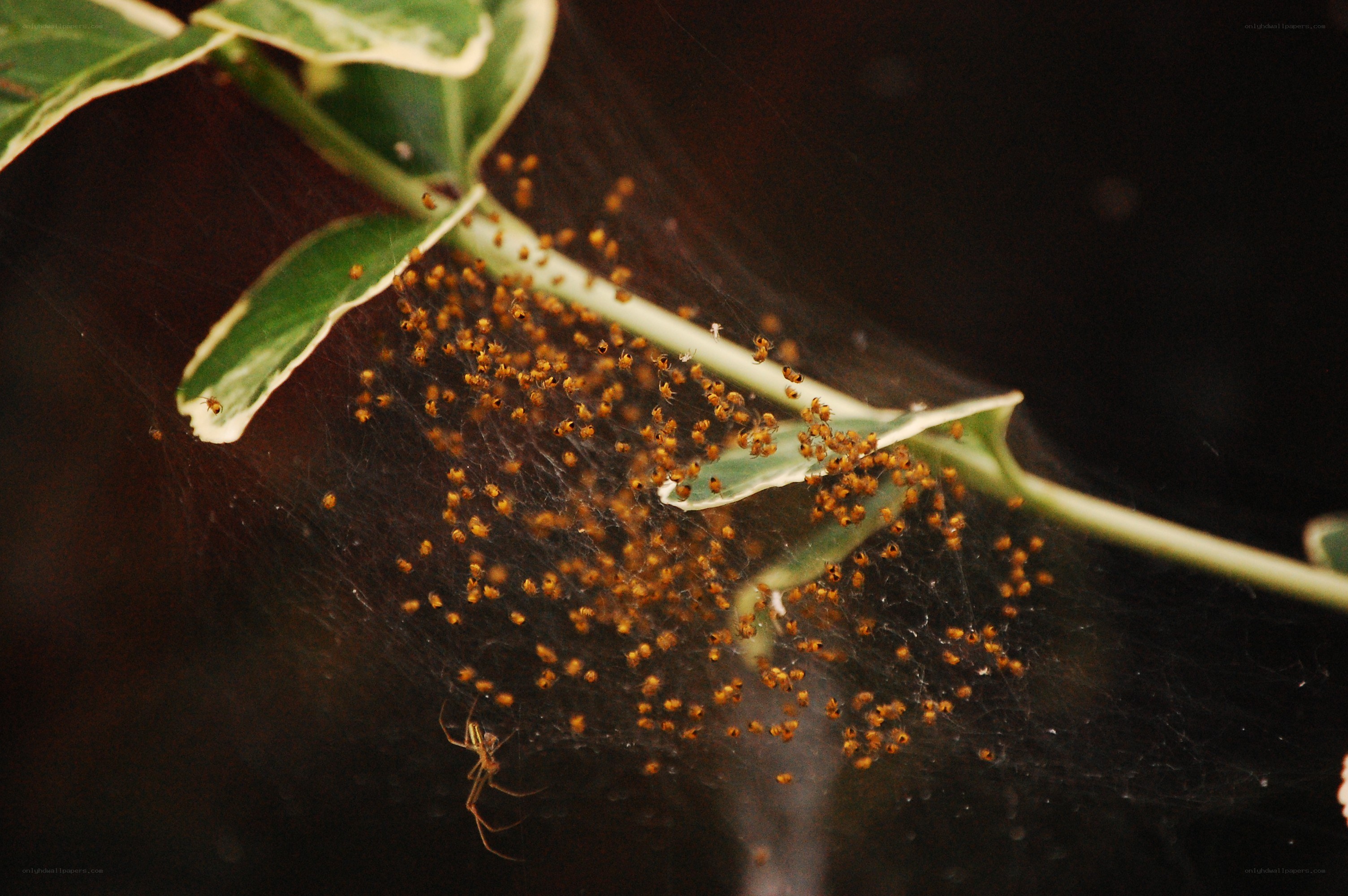 Baby spiders on a web