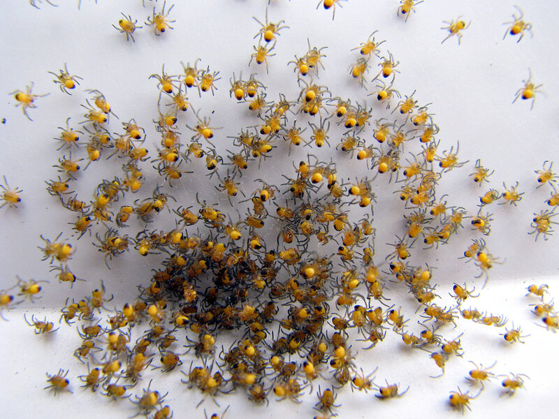 Baby Spiders on White Surface