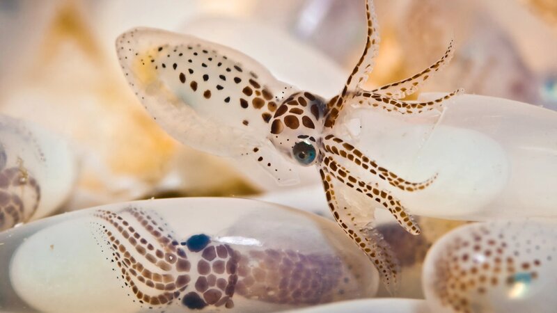 Baby Squid in Eggs