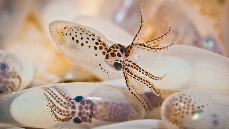Baby Squid in Eggs — White