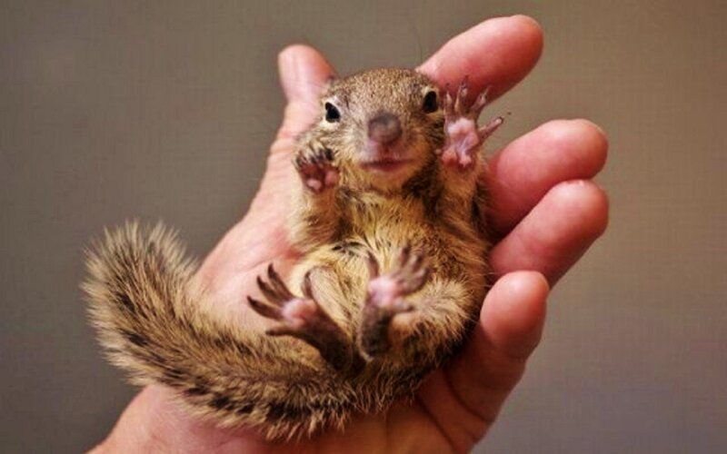 Baby Squirrel in Hand — Brown
