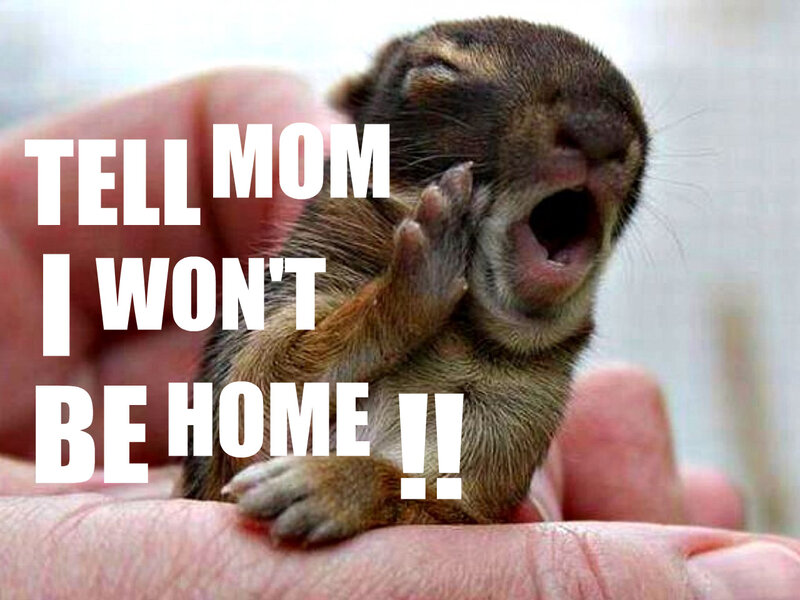Baby Squirrel in Hand