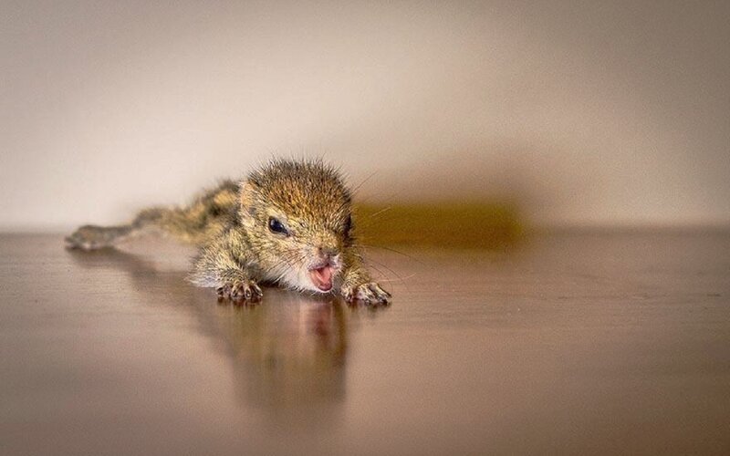 Baby Squirrel on Floor