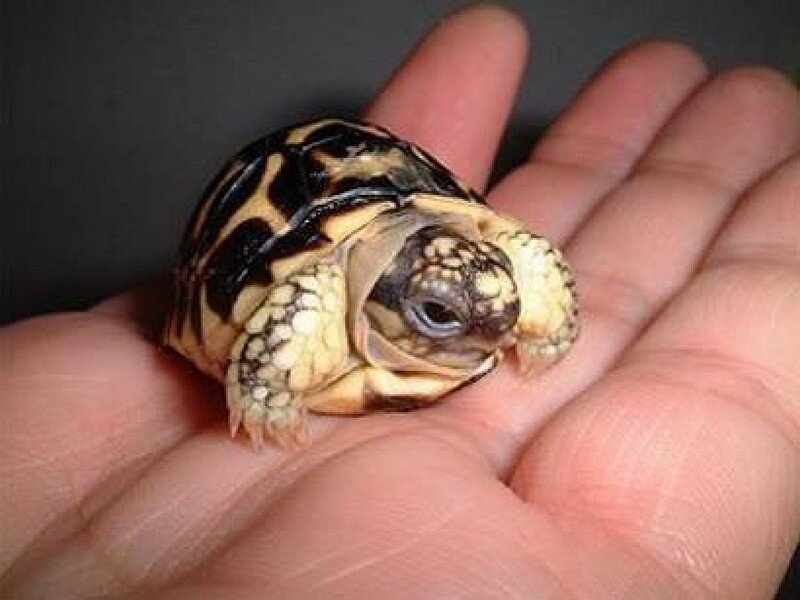 Baby Star-patterned Tortoise