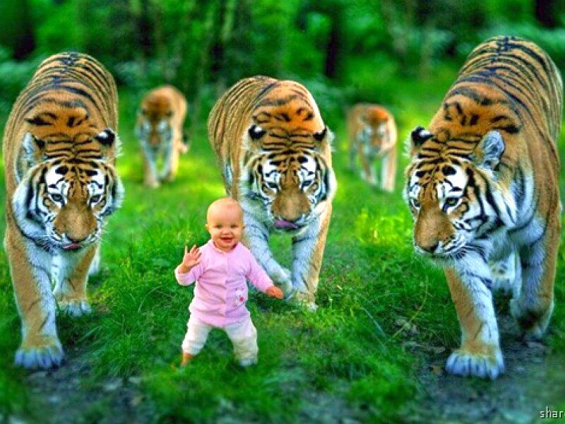Baby Surrounded by Tigers