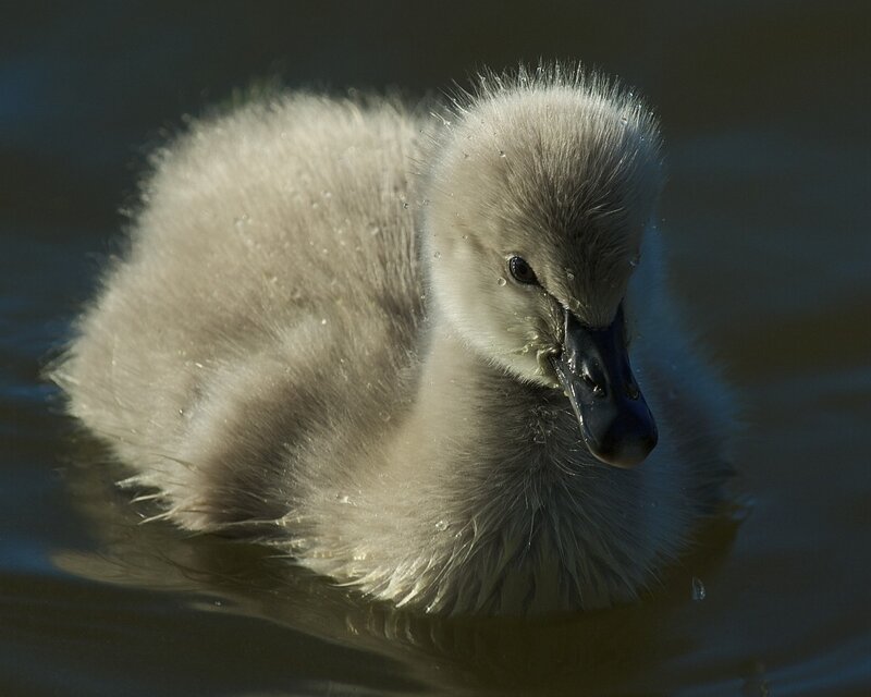 Baby swan in water