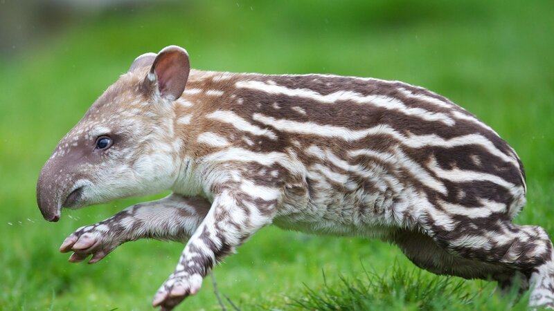 Baby Tapir Running — Brown