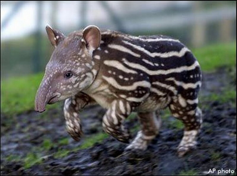 Baby Tapir Running
