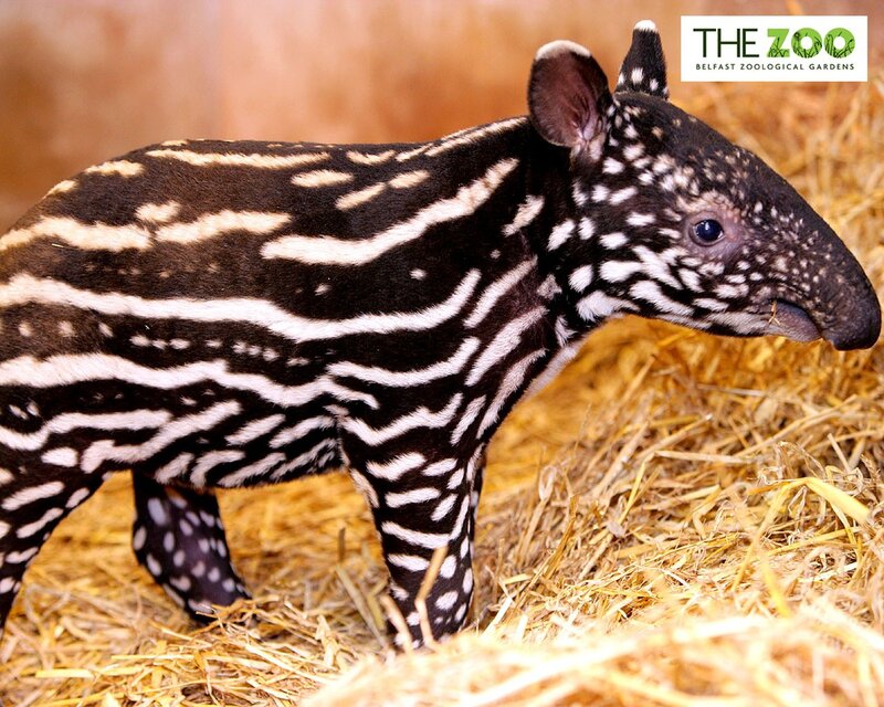 Baby tapir with striped pattern