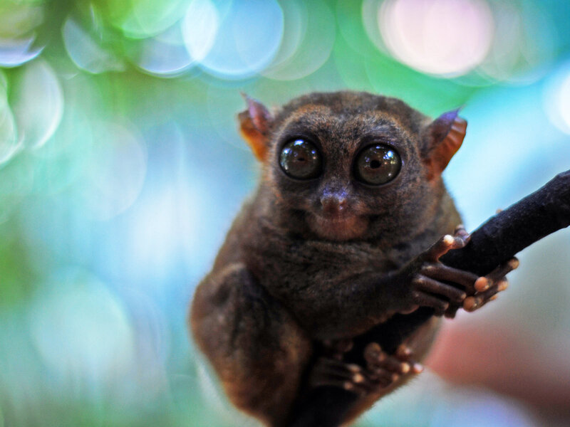 Baby tarsier on a branch