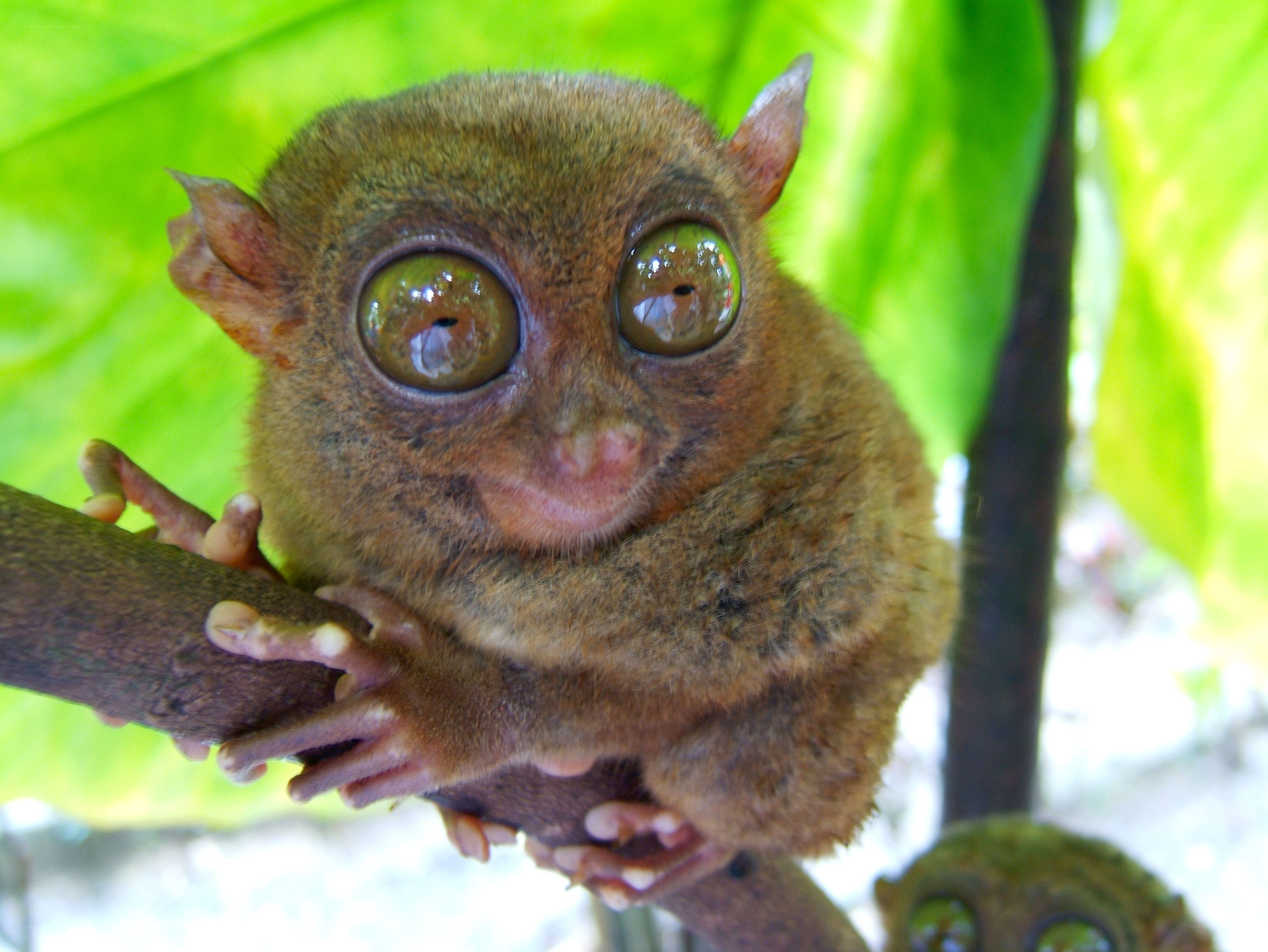 Baby tarsier on a branch