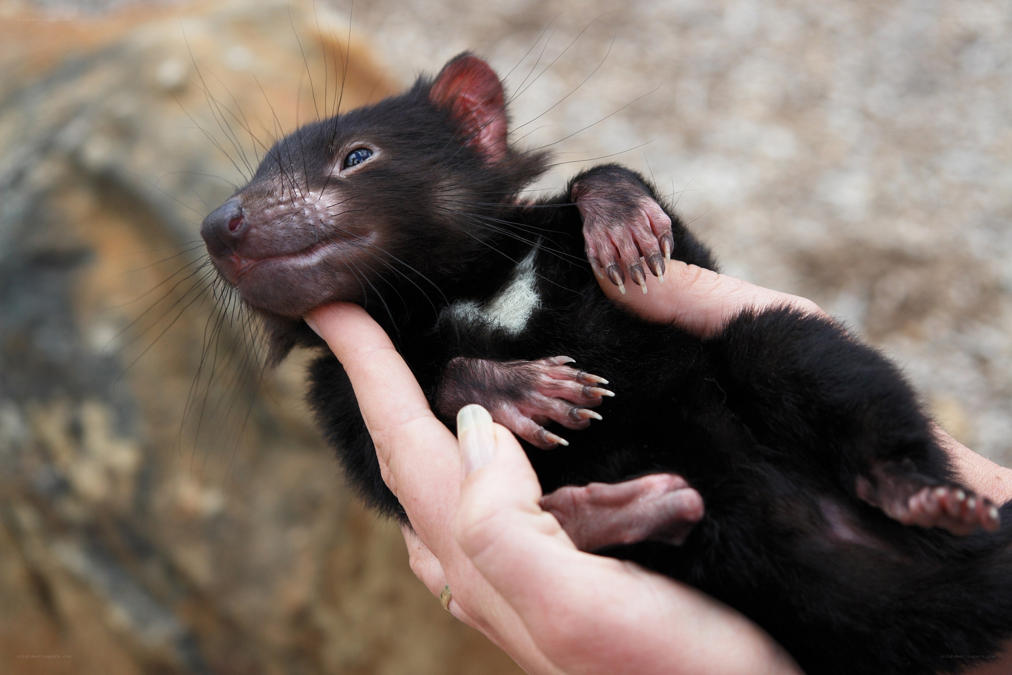 Baby Tasmanian Devil Being Held