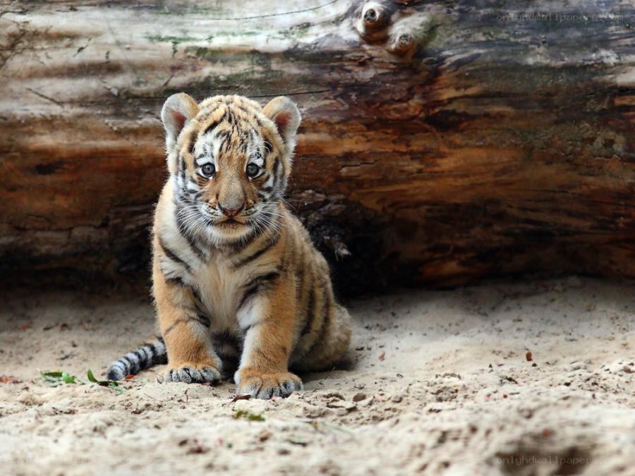 Baby tiger cub sitting