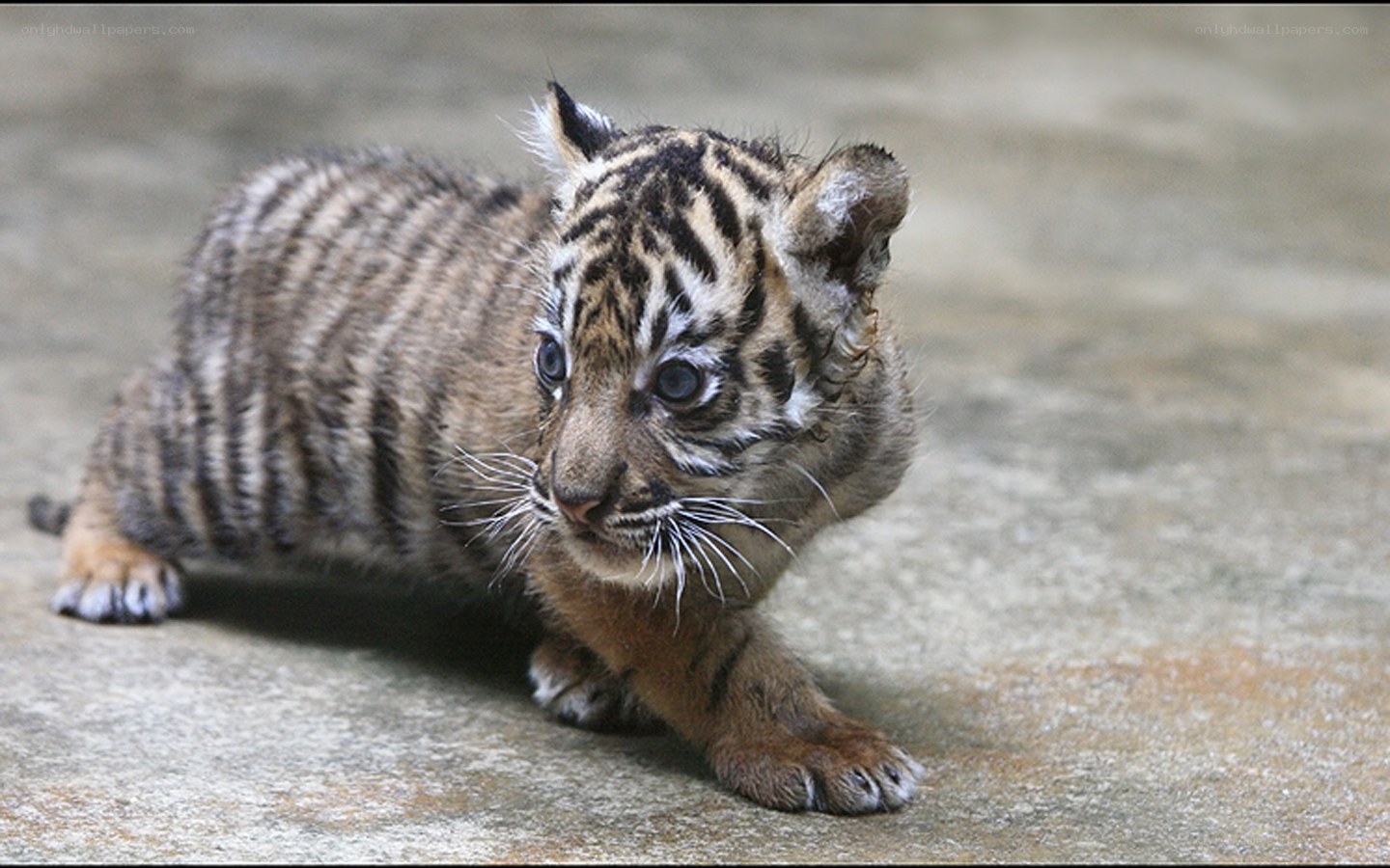 Baby tiger cub walking