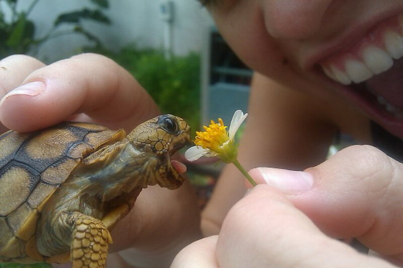 Baby Tortoise Eating Flower