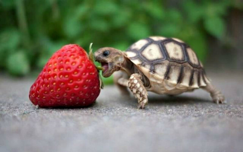 Baby Tortoise Eating Strawberry — Red