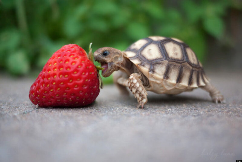 Baby Tortoise Eating Strawberry