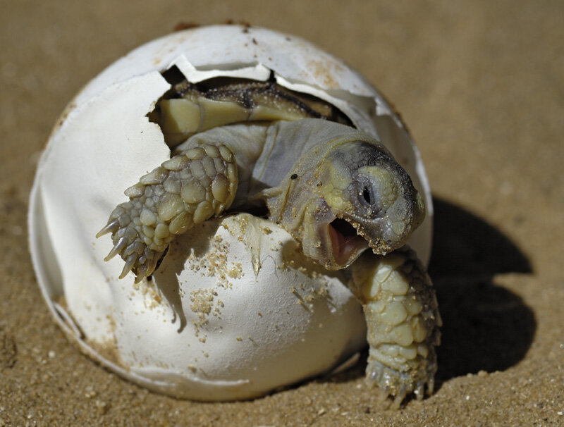 Baby tortoise hatching from egg