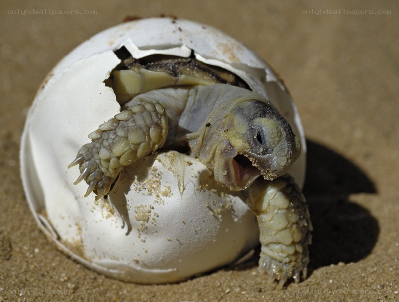 Baby tortoise hatching from egg