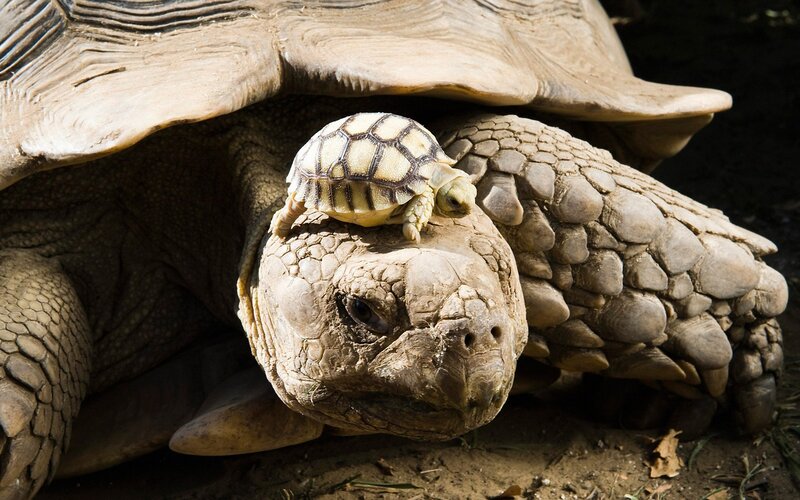 Baby tortoise on adult's back