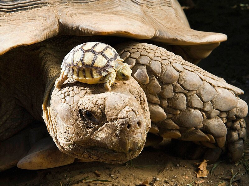 Baby Tortoise on Adult