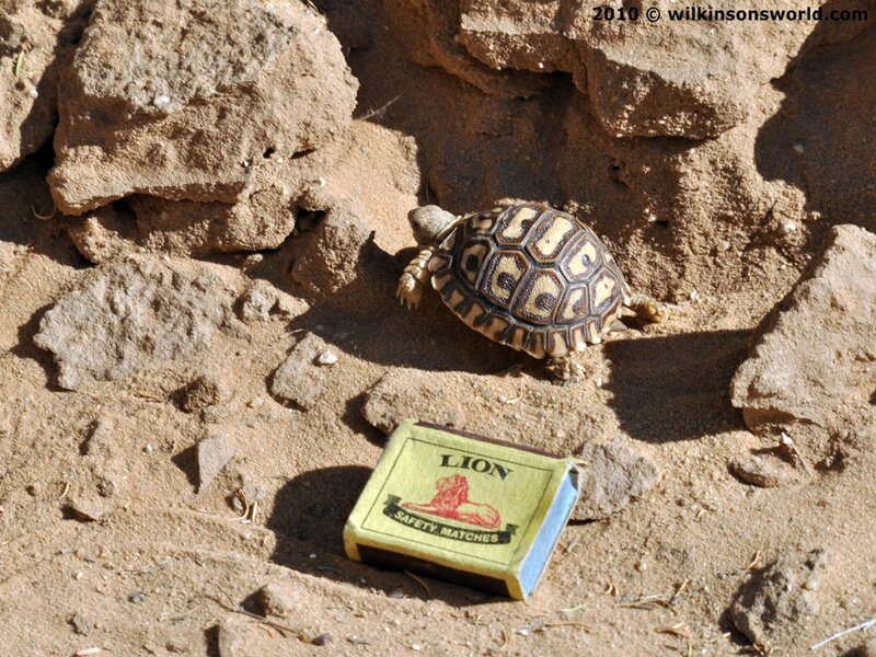 Baby Tortoise on Sand