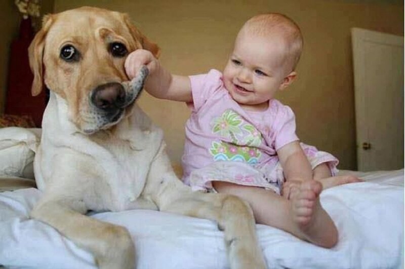 Baby Touching Dog Nose — White