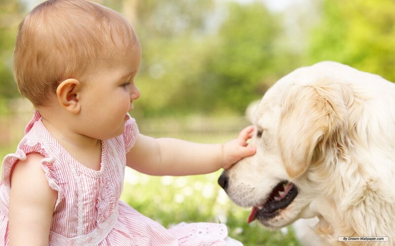 Baby Touching Golden Retriever — Green
