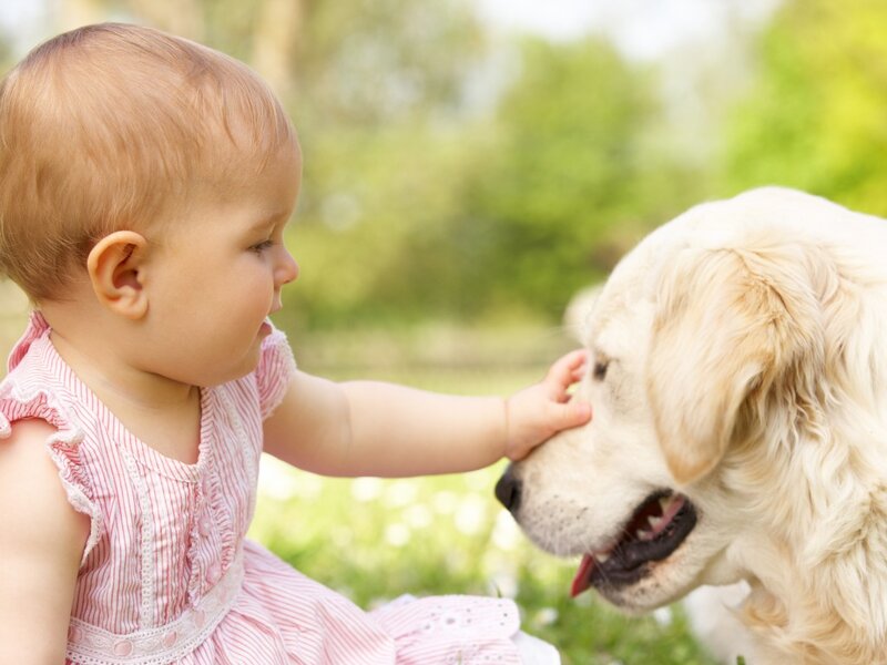 Baby Touching Golden Retriever — Pink