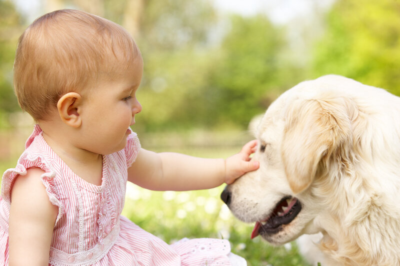 Baby Touching Golden Retriever