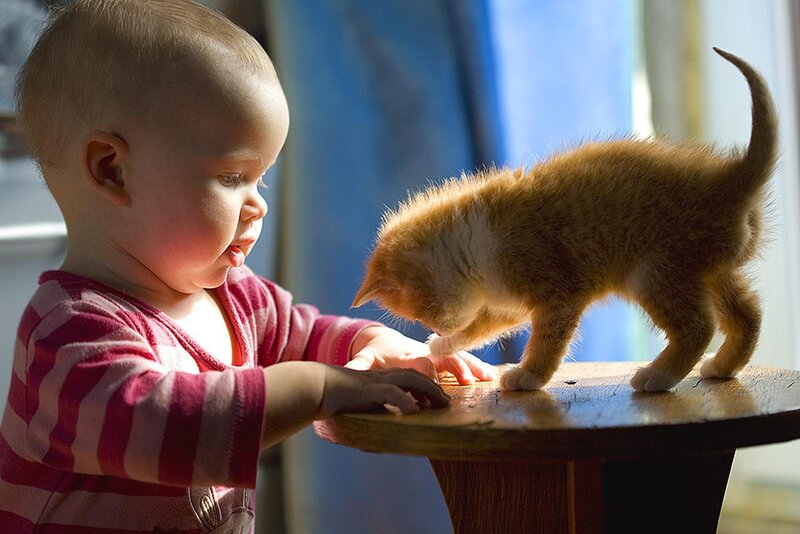Baby Touching Kitten