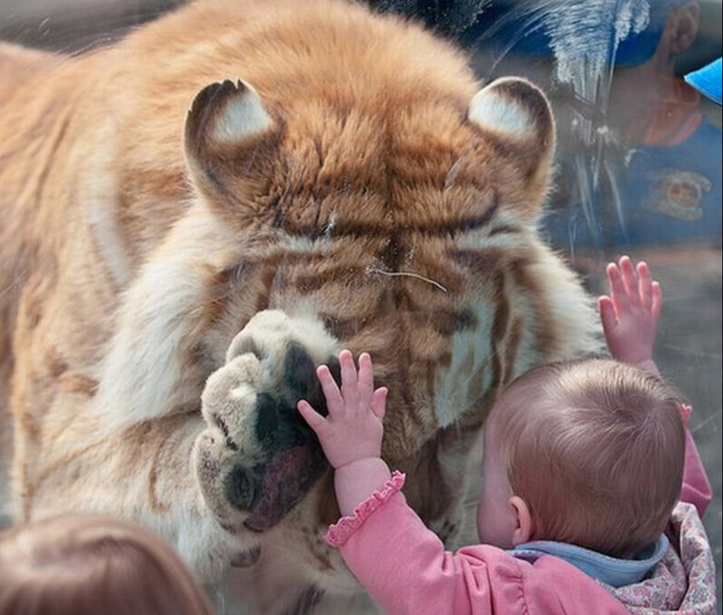 Baby Touching Tiger Paw