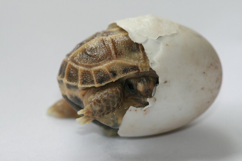 Baby turtle hatching from egg