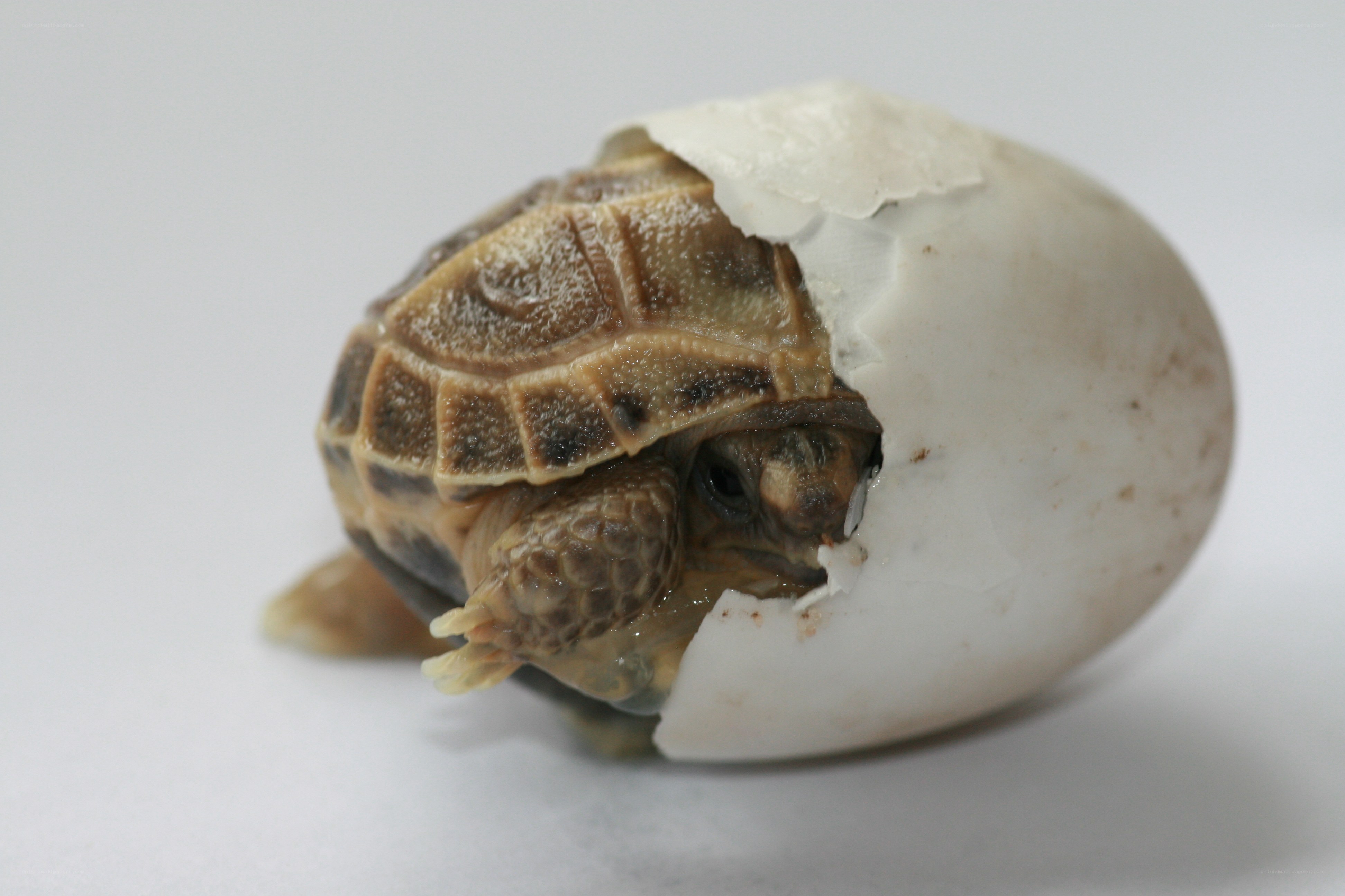 Baby turtle hatching from egg