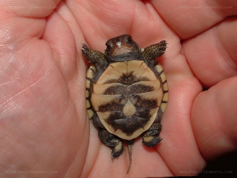 Baby turtle in hand