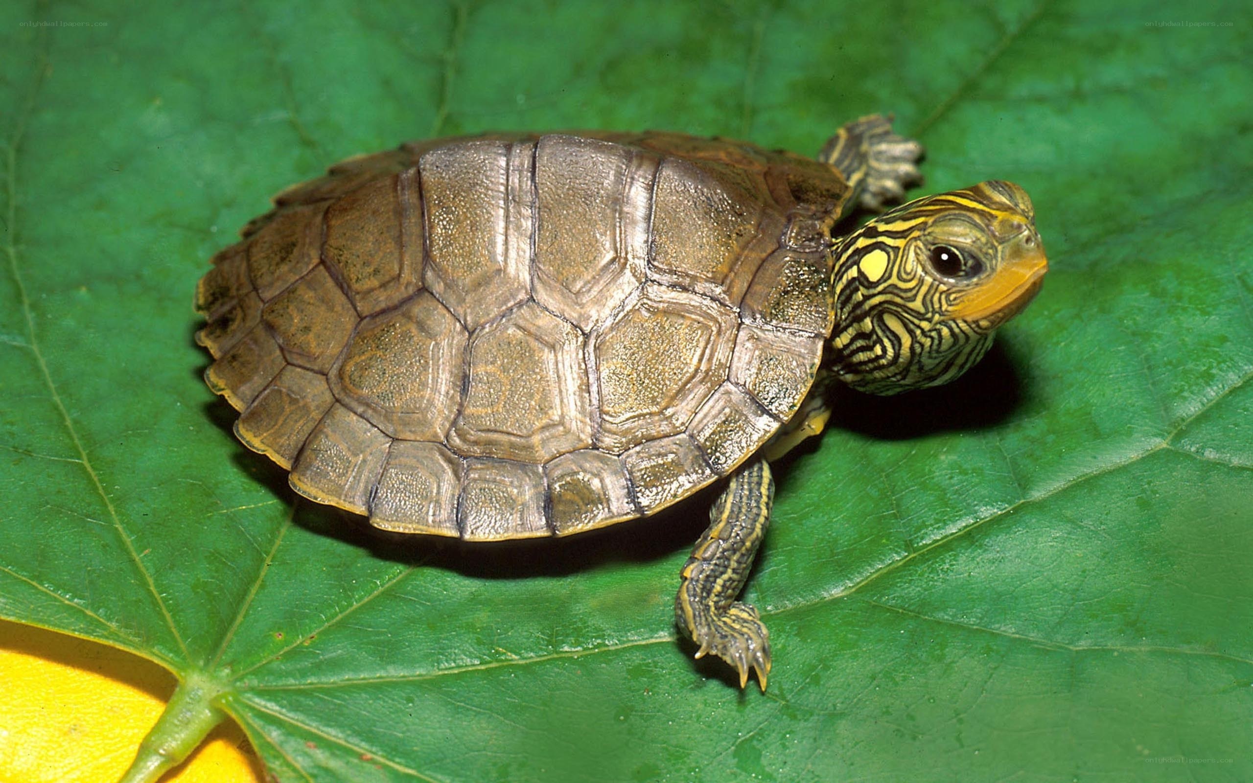 Baby turtle on a green leaf