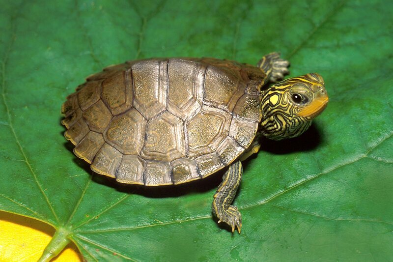 Baby turtle on a leaf