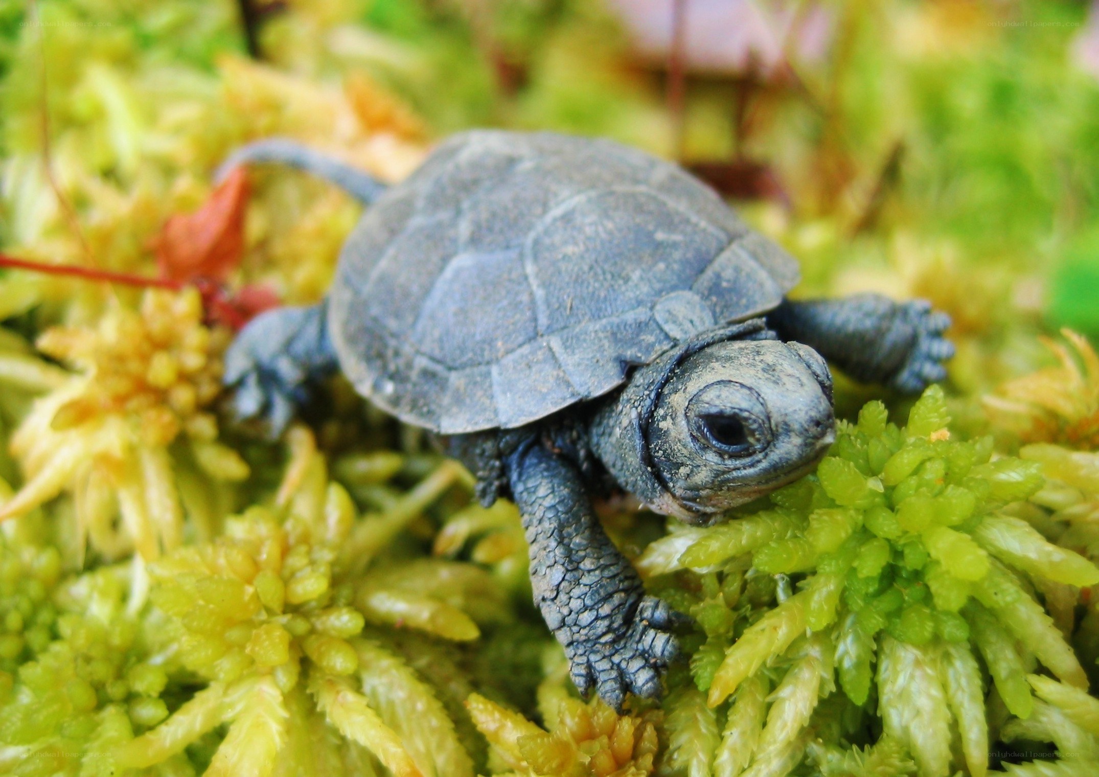 Baby turtle on moss