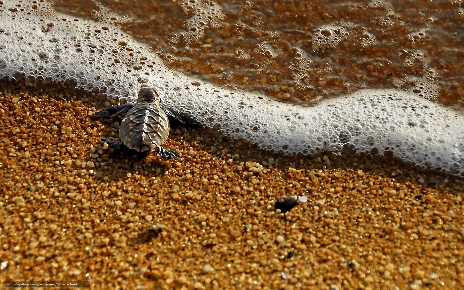 Baby turtle on the beach