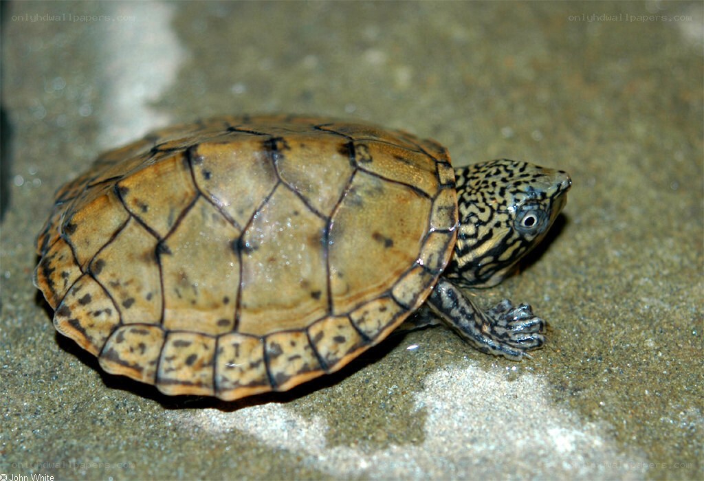 Baby turtle on wet ground