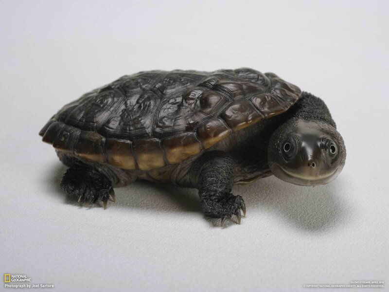 Baby turtle on white background