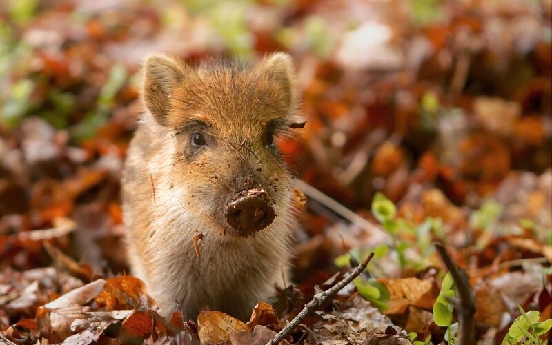 Baby wild boar in autumn leaves