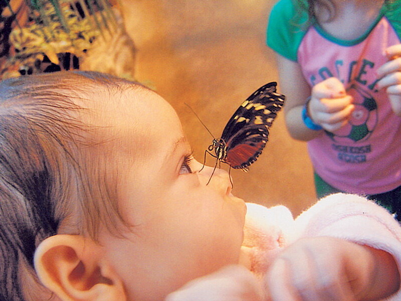 Baby with Butterfly