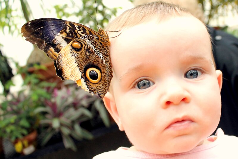 Baby with Butterfly — White
