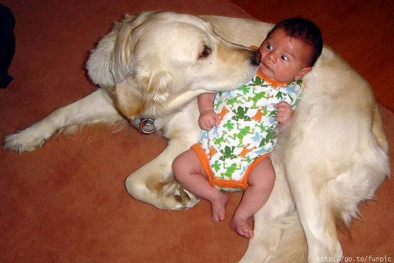 Baby with Golden Retriever