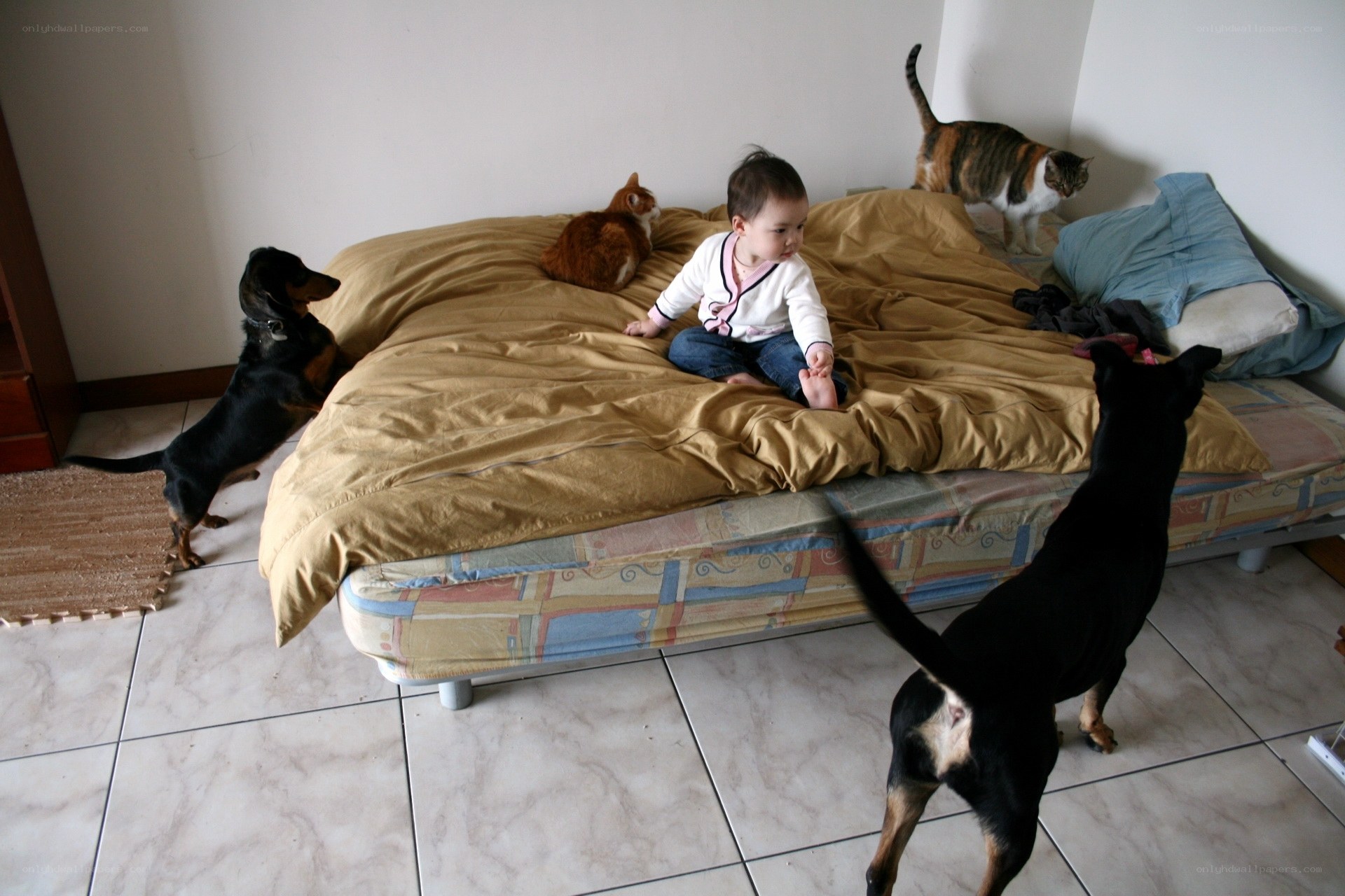 Baby with pets on bed