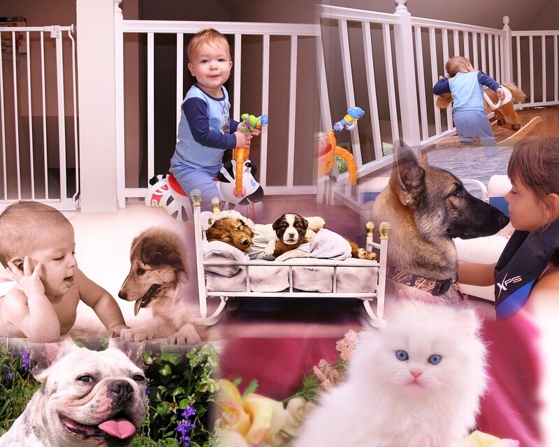 Baby with Pets