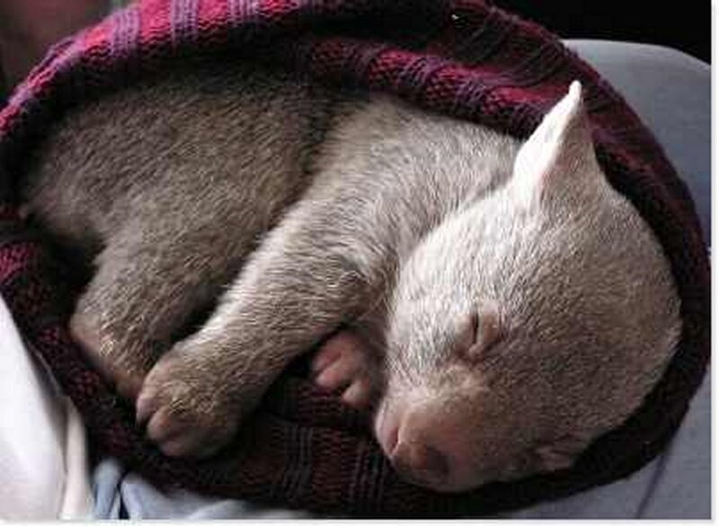 Baby Wombat Sleeping