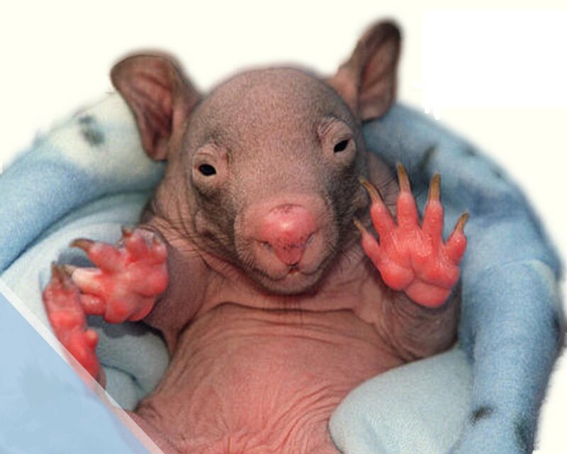 Baby Wombat
