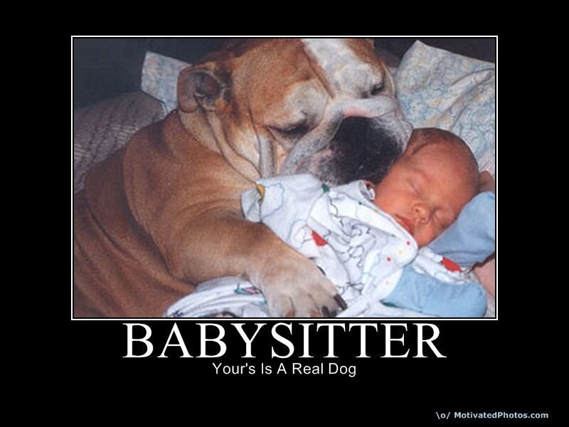 Babysitter dog
